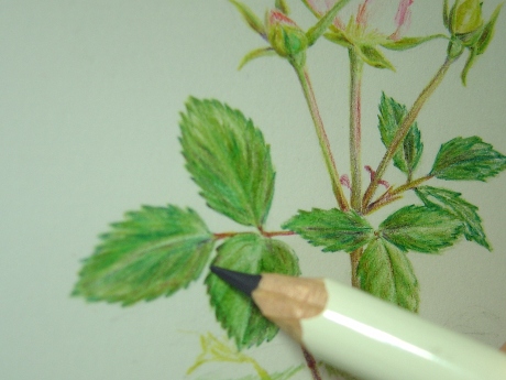 色鉛筆画 植物編 2 Mablog