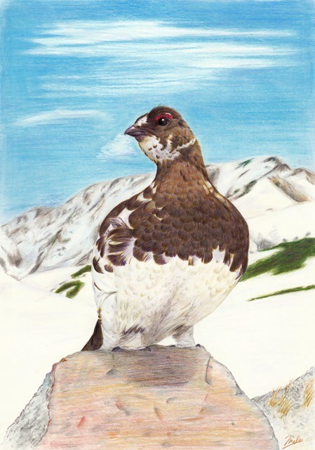 製作過程6－雷鳥編－: MABLOG